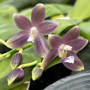 Phalaenopsis speciosa 'Super Purple' - Mirisna