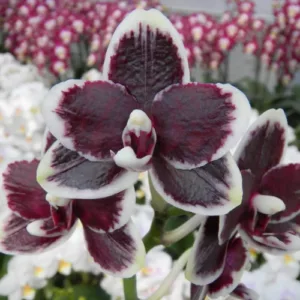 Phalaenopsis Bright Peacock 'Black & White Chocolate' - Varijabilno cvetanje!!!
