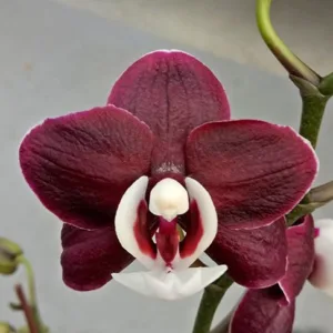 Phalaenopsis Kaoda Twinkle - Mirisna