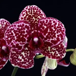 Phalaenopsis Lioulin Wild Cat