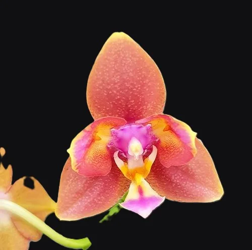 Phalaenopsis Meidarland Chambe '3253' peloric - Mirisna - Слика 4