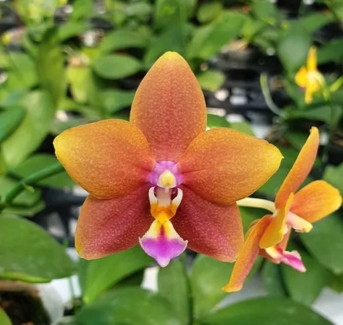 Phalaenopsis Meidarland Chambe '3253' peloric - Mirisna - Слика 3