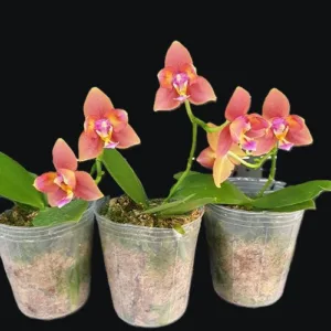Phalaenopsis Meidarland Chambe '3253' peloric - Mirisna