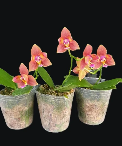 Phalaenopsis Meidarland Chambe '3253' peloric - Mirisna