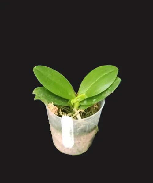 Phalaenopsis Meidarland Chambe '3253' peloric - Mirisna - Слика 5