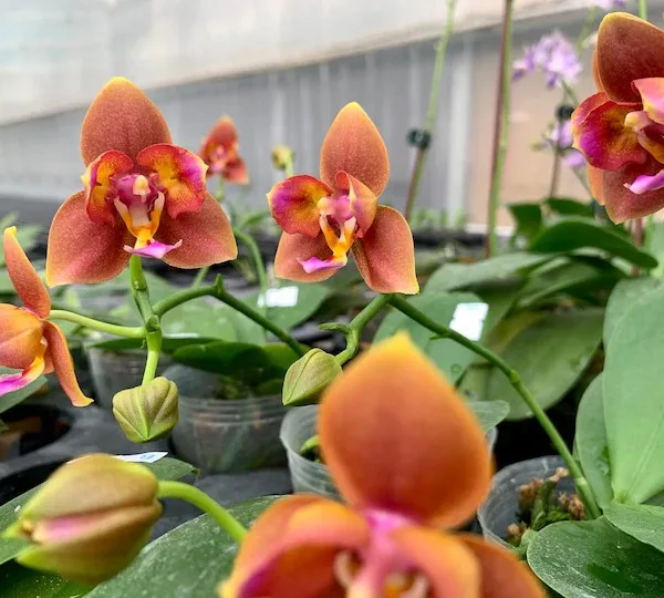 Phalaenopsis Meidarland Chambe '3253' peloric - Mirisna - Слика 2