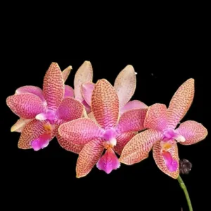 Phalaenopsis Miki Venus Angdi 'Seattle' - Mirisna