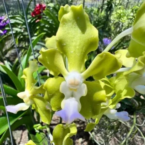 Vanda tessellata var. alba × semi-alba