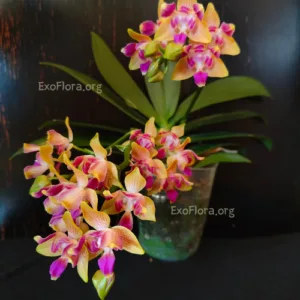 Phalaenopsis Miki Golden Sand (peloric)
