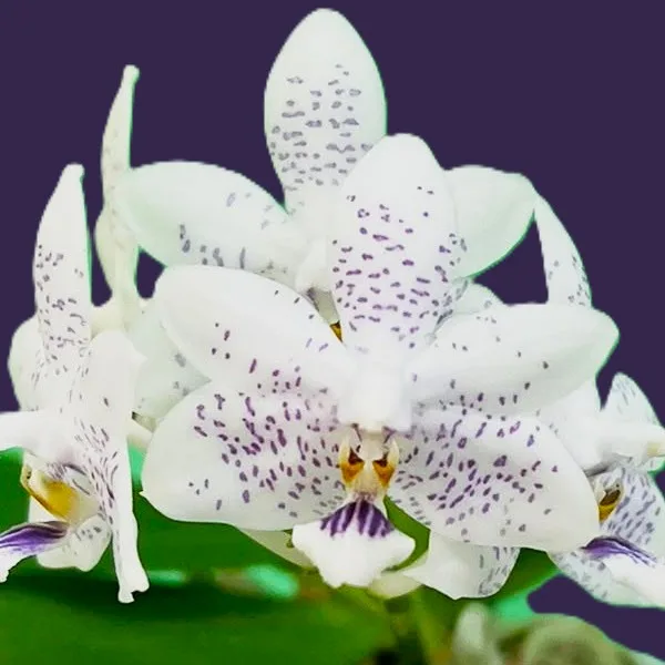 Phalaenopsis Miki Blue Angel C1 'Blue Diamond' - Mirisna - Слика 2