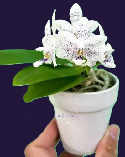 Phalaenopsis Miki Blue Angel C1 'Blue Diamond' - Mirisna - Слика 3