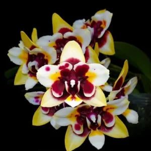 Phalaenopsis Yaphon Star Diamond 'AN6601'