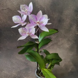 Clty. Chantilly Lace 'Twinkle' — Mirisna