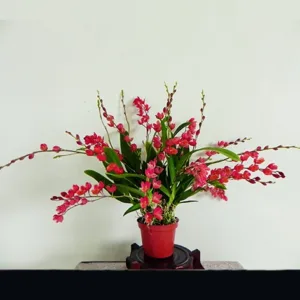 Hwra. Chian-Tzy Lovely 'Red Bug'