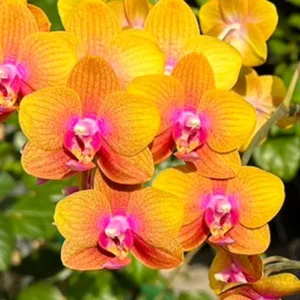 Phal. Brother Sara Gold