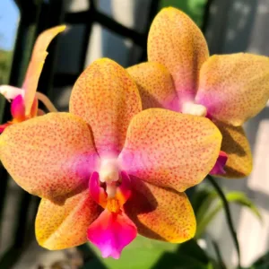 Phal. Brother Sara Gold