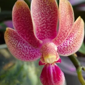 Phal. Caribbean Sunset × minus (peloric - 3 lips) — Mirisna