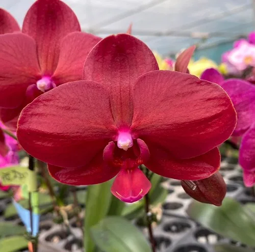Phal. Cherry Face - Слика 2