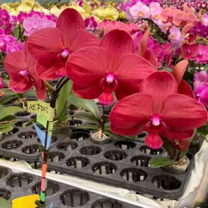 Phal. Cherry Face