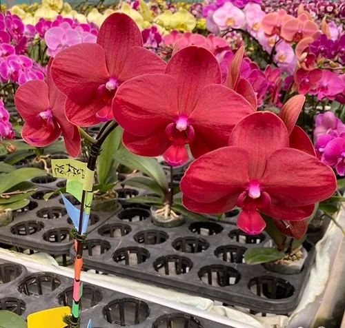 Phal. Cherry Face