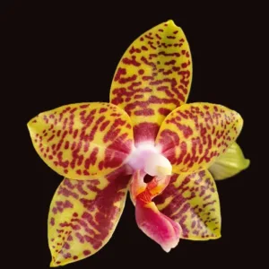 Phal. Meidarland Nice Spots 'Miro'