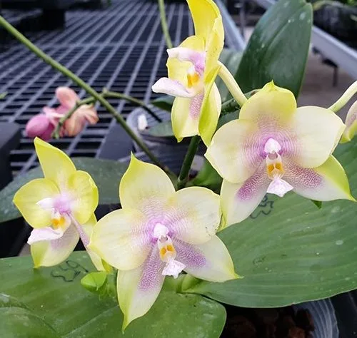 Phal. Mituo Prince — Mirisna