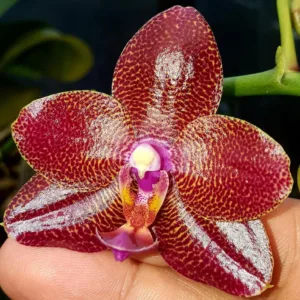Phal. Mituo Sun King