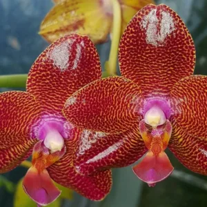 Phal. Mituo Sun King
