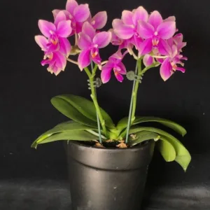 Phal. Timothy Christopher × bellina— Mirisna