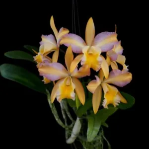 Rth. Mikawa Crystal ‘Rainbow Bridge’, hibridna orhideja iz grupe katleja