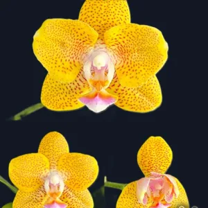 Phal. Cheese Burnt Cream '2 eyes' — Mirisna