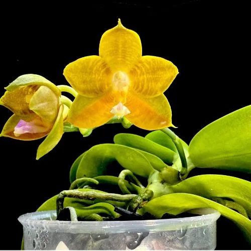 Phal. LD's Bear King 'RH-3'— Mirisna - Слика 2