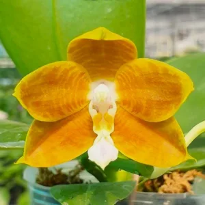 Phal. LD's Bear King 'RH-3'— Mirisna