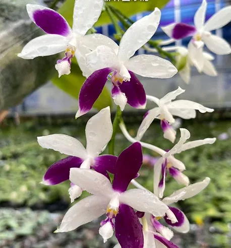 Phal. Lioulin Blue Jenny — Mirisna - Слика 2