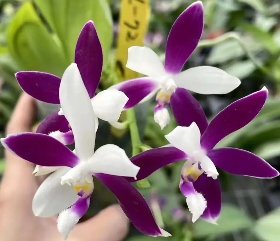 Phal. Lioulin Blue Jenny — Mirisna