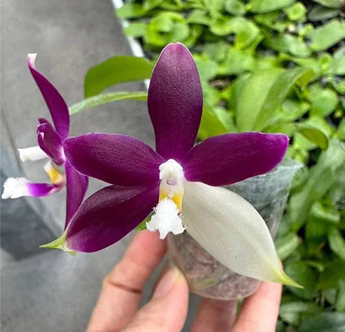 Phal. Lioulin Blue Jenny — Mirisna - Слика 3
