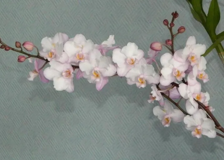 Phal. Liu's Sakura - Слика 2