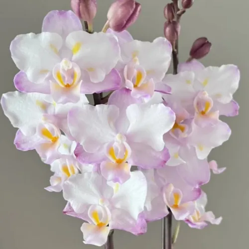 Phal. Liu's Sakura