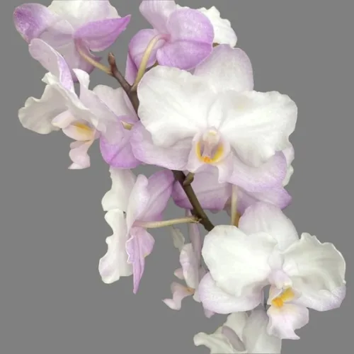 Phal. Liu's Sakura - Слика 3