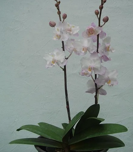Phal. Liu's Sakura - Слика 4