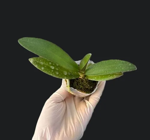 Phal. Liu's Sakura - Слика 5