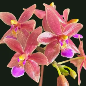 Malik’s Red Beauty, Miki Pinkglow, lososova orhideja,