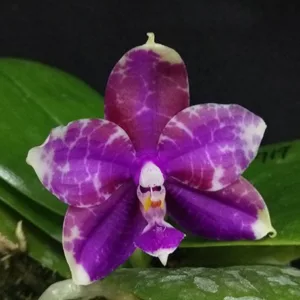 Phal. Miki Sabina '596' — Mirisna