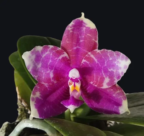 Phal. Miki Sabina '596' — Mirisna - Слика 2