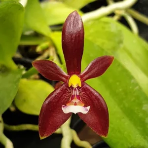 Phal. cornu-cervi var. red × sib— Mirisna